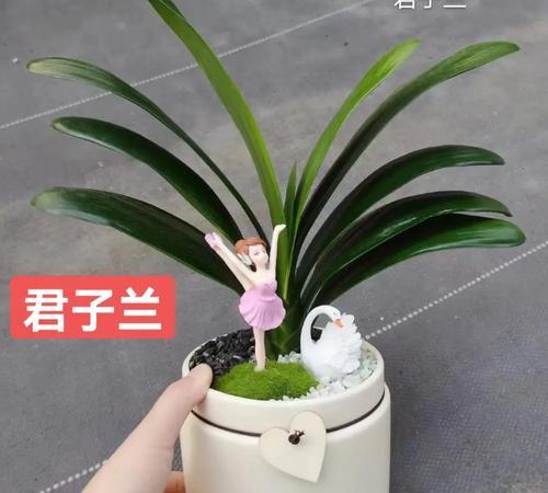在南方种植君子兰哪种品种最合适？