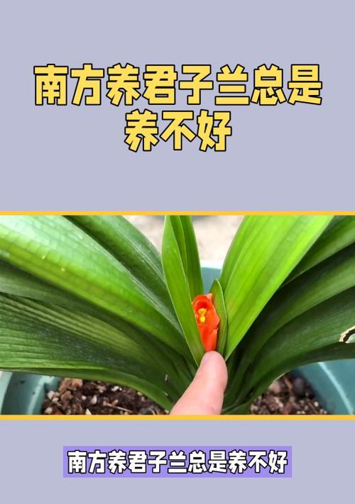 在南方种植君子兰哪种品种最合适？