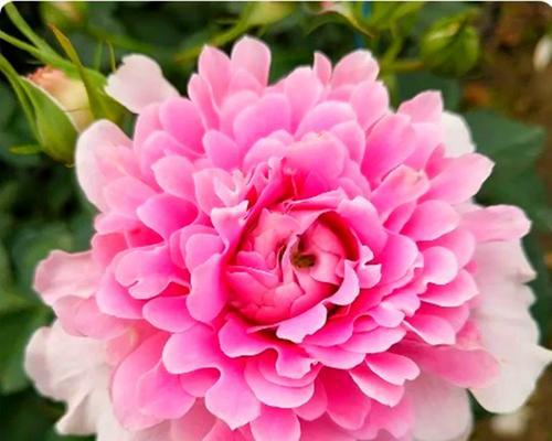 花裙边月季的正确养护方法是什么？