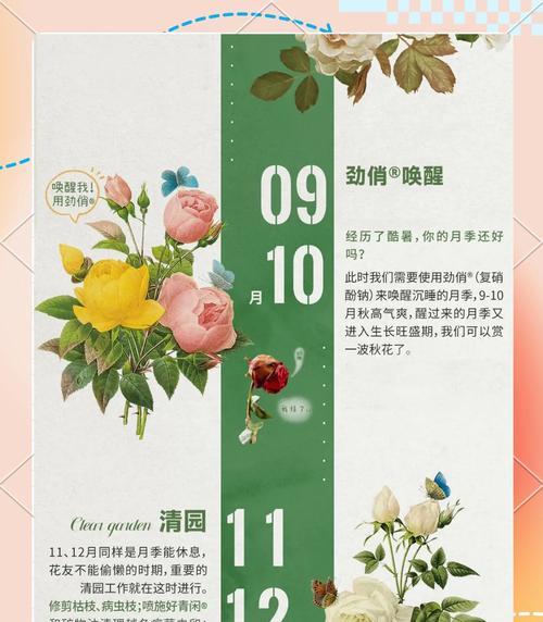 花裙边月季的正确养护方法是什么？