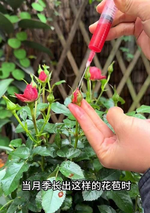 花裙边月季的正确养护方法是什么？