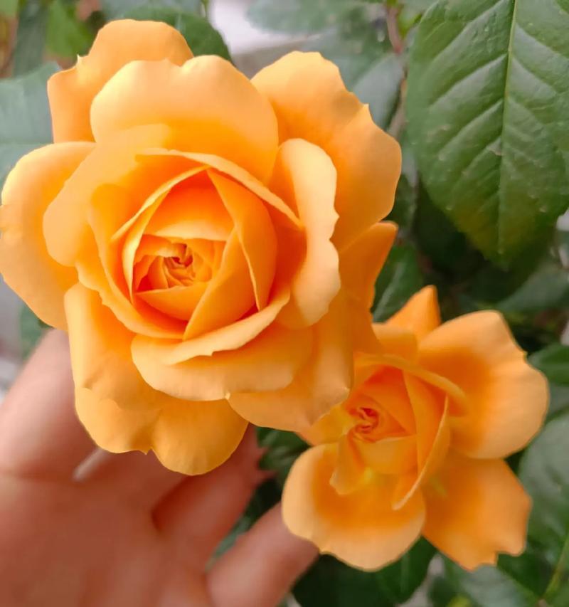 看看你们阳台都养的什么花？分享一些阳台常见花卉？