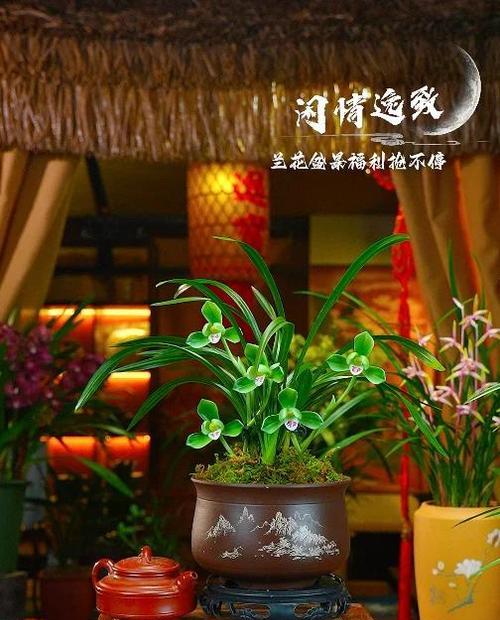 白狐天竺葵的养护和浇水技巧是什么？