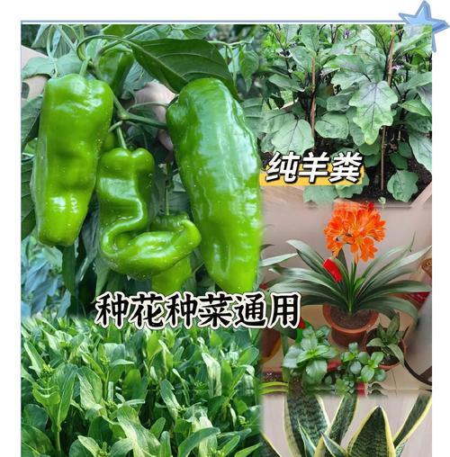 自制水养花土壤肥料的方法是什么？