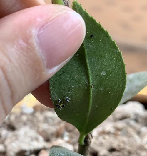 植物叶子发黄长虫该如何处理？