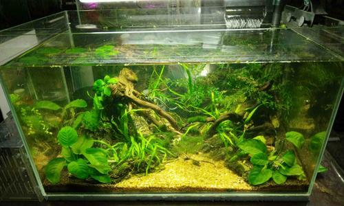 龙鱼水生植物的特点是什么？