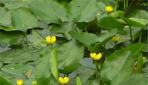 龙鱼水生植物的特点是什么？