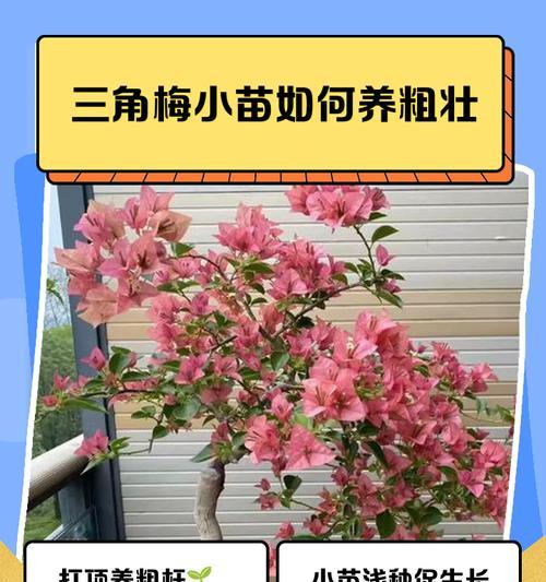 三角梅牙签苗的培育方法是什么？