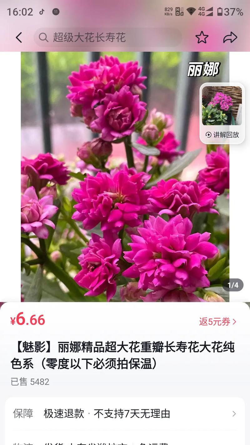 天竺葵垂吊天鹅的养护方法是什么？