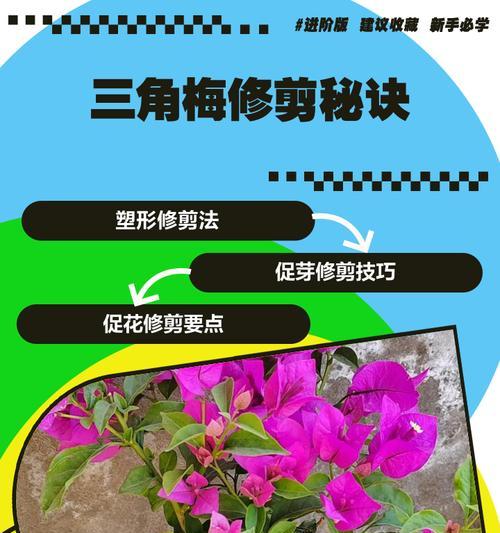 三角梅修剪成球形的技巧和步骤是什么？