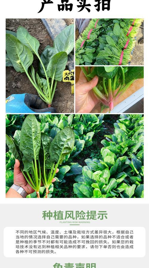 现在还能播种什么菜？适合秋季种植的蔬菜有哪些？