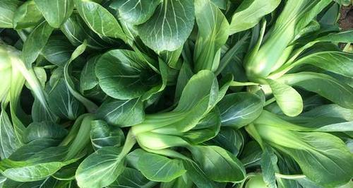现在还能播种什么菜？适合秋季种植的蔬菜有哪些？