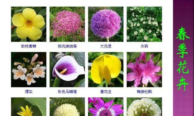 新余野生花卉有哪些品种？如何识别和保护？