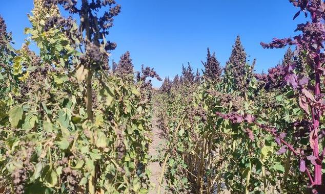 藜麦播种的最佳地点是哪里？