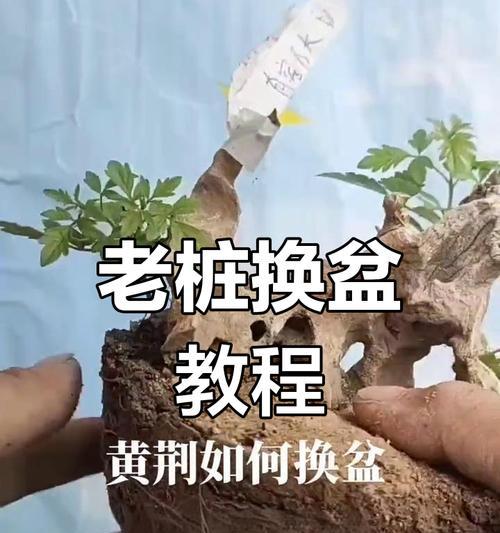 老桩盆景如何进行有效防水？