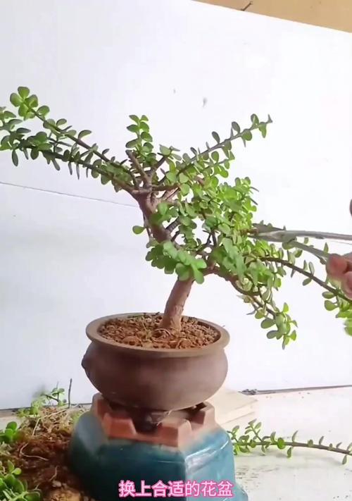 老桩盆景如何进行有效防水？