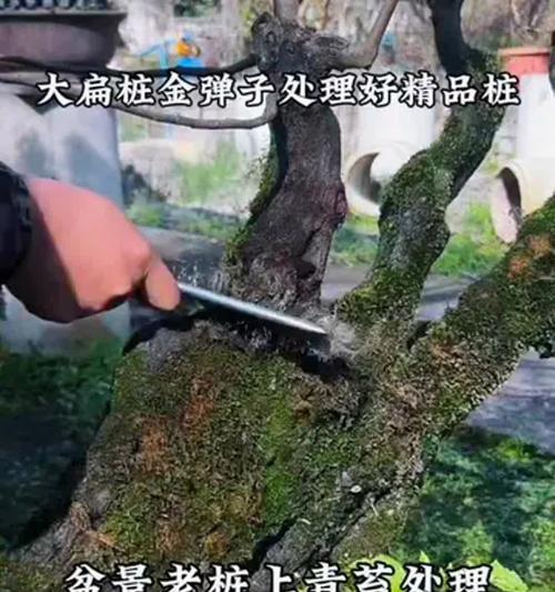 老桩盆景如何进行有效防水？