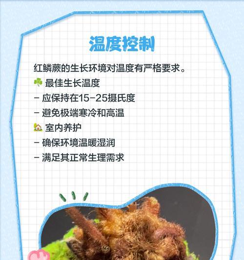 红鳞蕨叶子发黄的处理方法是什么？
