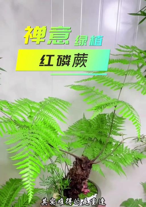 红鳞蕨叶子发黄的处理方法是什么？