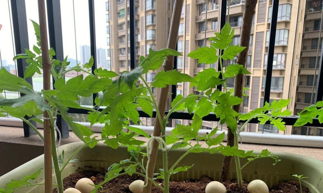 自制鸡蛋壳小盆栽肥料的方法是什么？