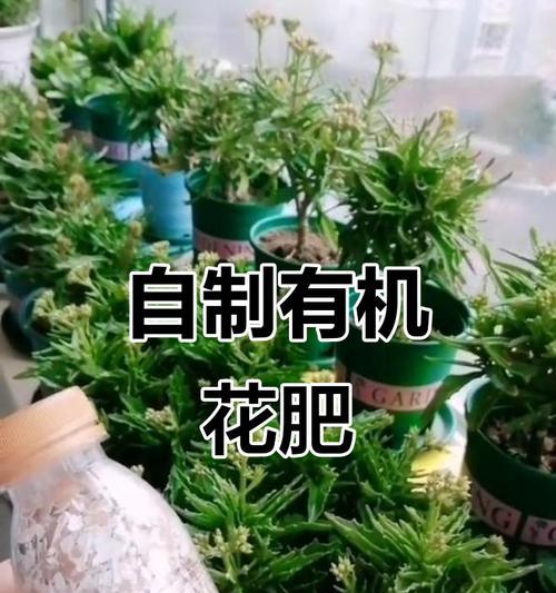 自制鸡蛋壳小盆栽肥料的方法是什么？