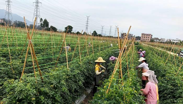 复种技术播种时间选择？如何确定最佳的复种播种时机？