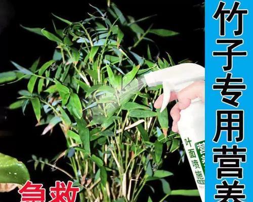 竹子专用营养液叶子发黄怎么办？如何正确使用营养液？