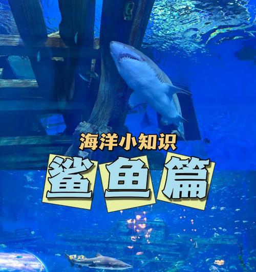 鲨鱼为什么要下播种呢？繁殖行为背后的科学解释是什么？