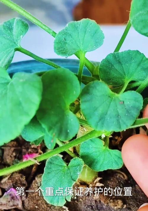 怎么养天竺葵小苗？初期照料和生长环境如何设置？