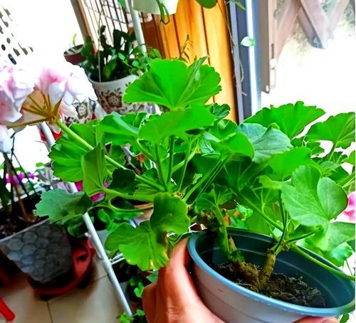 怎么养天竺葵小苗？初期照料和生长环境如何设置？