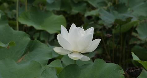 美叶观音莲叶子发黄补救方法是什么？