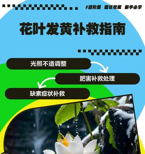 美叶观音莲叶子发黄补救方法是什么？