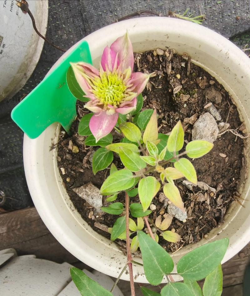 铁线莲小苗使用花多多的正确方法是什么？