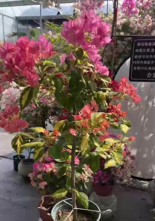 铁线莲小苗使用花多多的正确方法是什么？