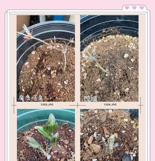 铁线莲小苗使用花多多的正确方法是什么？