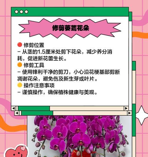 蝴蝶兰叶子晒黄了怎么恢复？