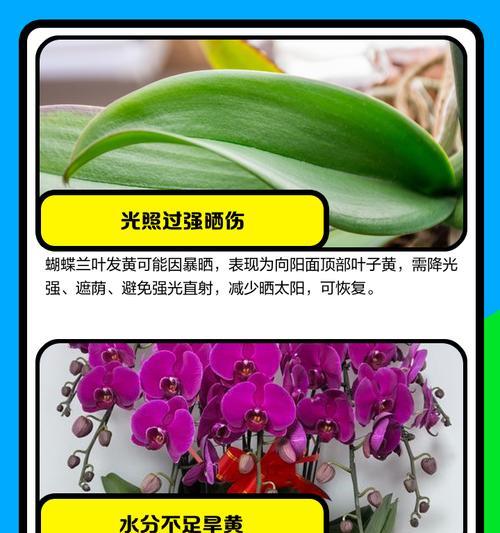 蝴蝶兰叶子晒黄了怎么恢复？