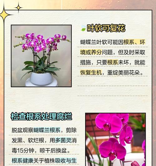 蝴蝶兰叶子晒黄了怎么恢复？