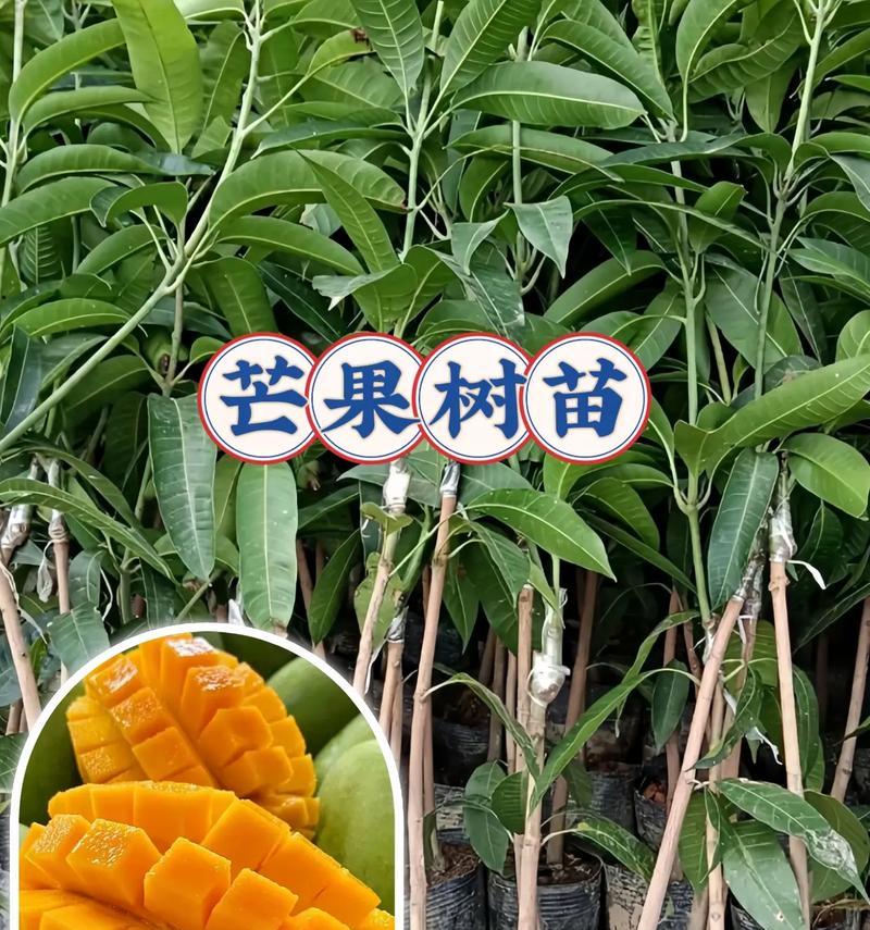 芒果果核栽培的关键技术要点是什么？