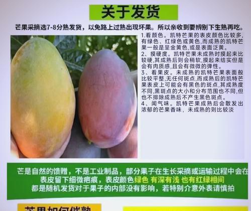 芒果果核栽培的关键技术要点是什么？