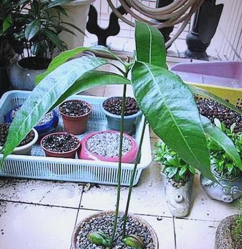 芒果果核栽培的关键技术要点是什么？
