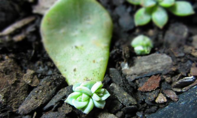 多久能繁殖一次花卉植物？繁殖频率和最佳时机是什么？