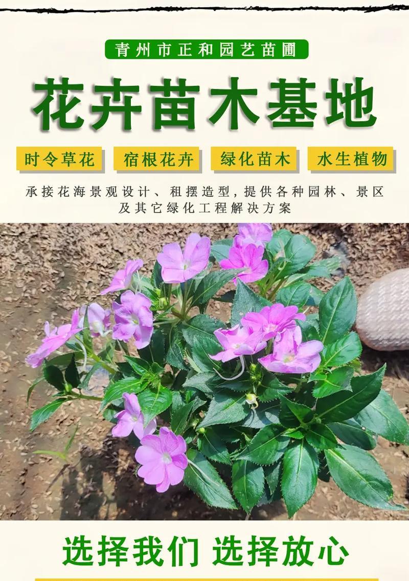 多久能繁殖一次花卉植物？繁殖频率和最佳时机是什么？