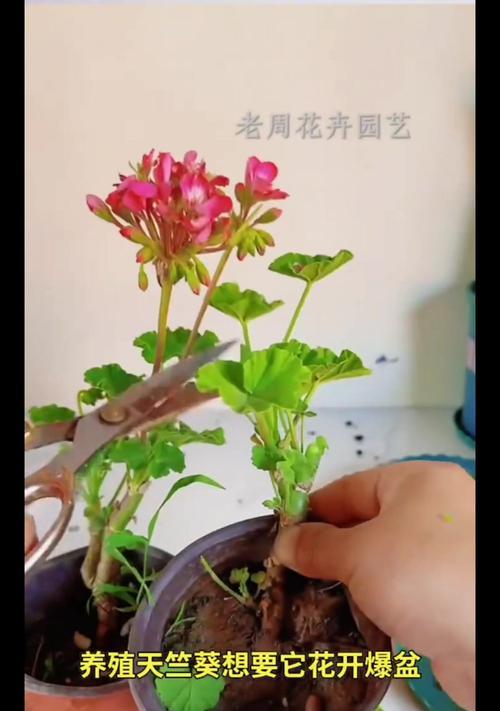 马赛天竺葵好养吗怎么养？养护技巧有哪些？