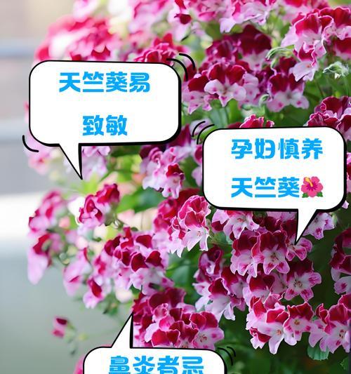马赛天竺葵好养吗怎么养？养护技巧有哪些？