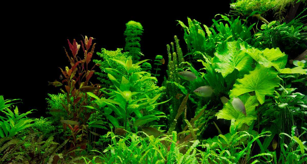 石头中适合生长哪些水生植物？