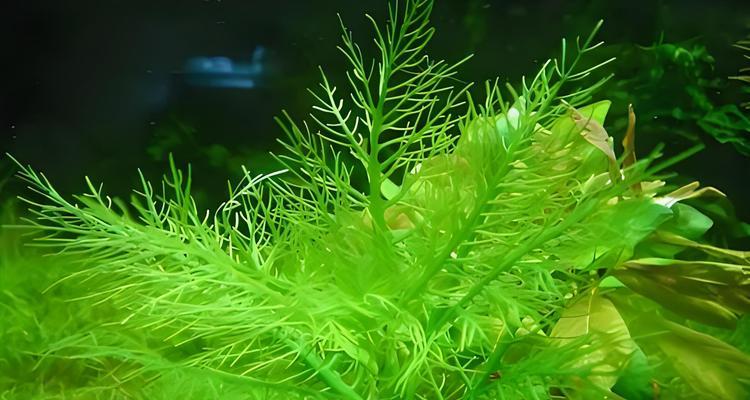 石头中适合生长哪些水生植物？