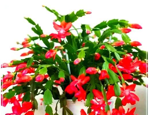 向南阳台适合种植哪些花卉？如何选择品种？