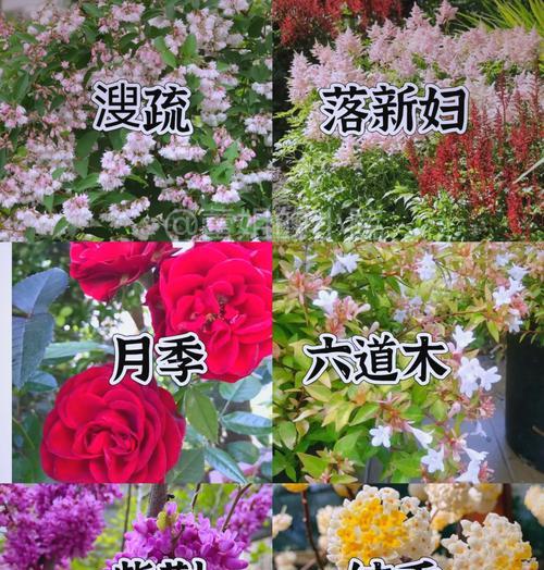 向南阳台适合种植哪些花卉？如何选择品种？