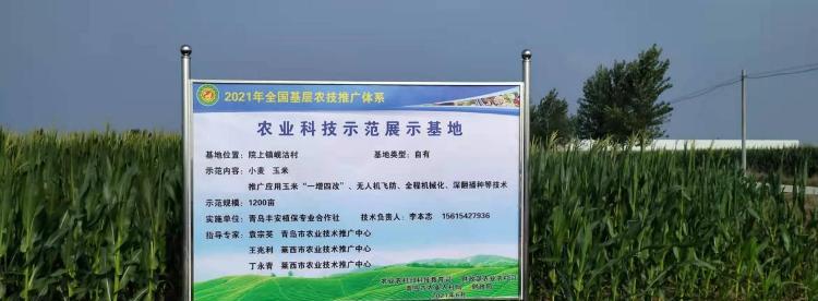 弓棚玉米栽培的关键技术要点是什么？